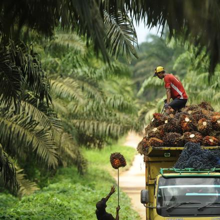 Hasil Perkebunan Kelapa Sawit Desa Sukaraja